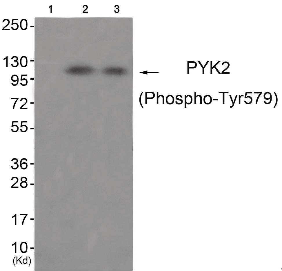 PYK2 (phospho Tyr579) Antibody
