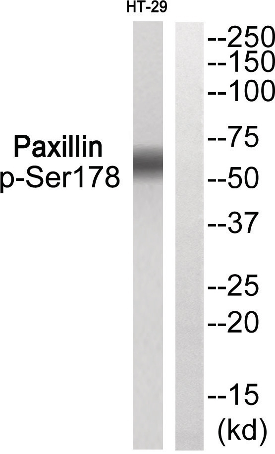 Paxillin (phospho Ser178) Antibody