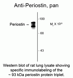 Periostin pan Antibody