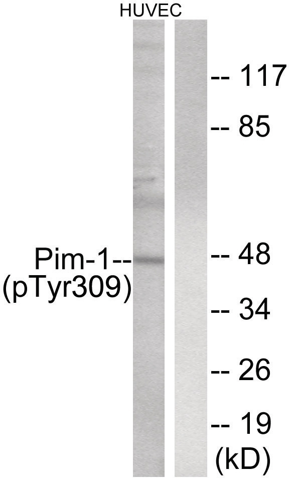 Pim-1 (phospho Tyr309) Antibody