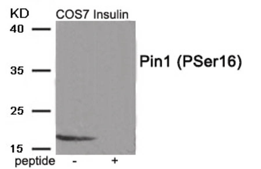 Pin1 (phospho Ser16) Antibody