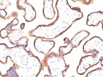 Placental Alkaline Phosphatase Antibody [ALPP/870]