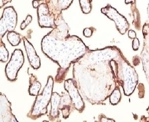 Placental Alkaline Phosphatase Antibody [KSUP-1]