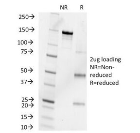 Progesterone Antibody [6-5E-10B]