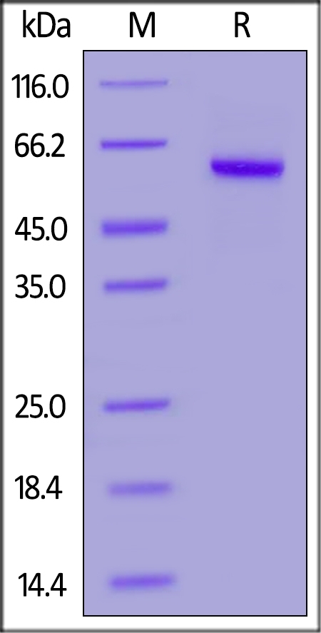 Properdin Recombinant Protein