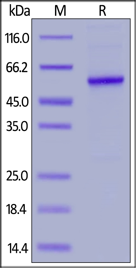 Properdin Recombinant Protein