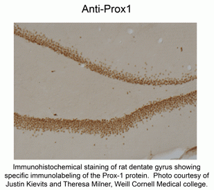 Prox1Antibody [5G10]