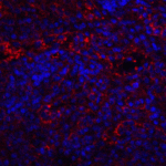 Immunofluorescence of QSOX1 in human spleen tissue with QSOX1 antibody at 20 μg/ml.