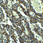 Immunohistochemistry of QSOX1 in human spleen tissue with QSOX1 antibody at 5 μg/mL.