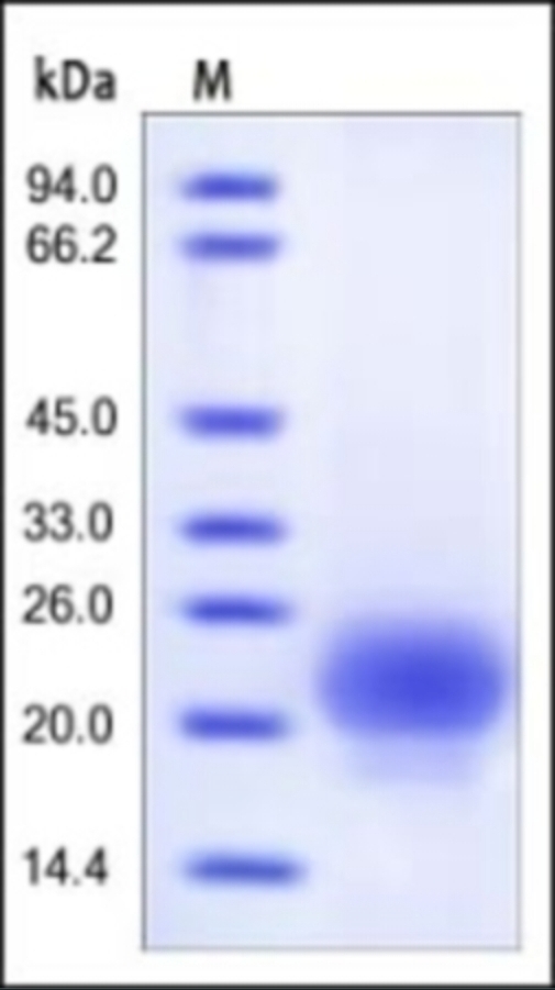 R Spondin 1 (21-146) Recombinant Protein