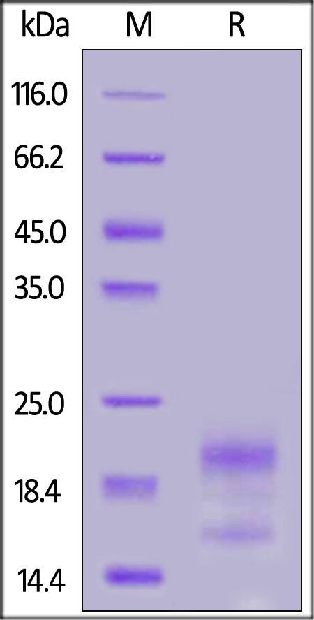 R-Spondin 3 / RSPO3 (22-146) Recombinant Protein