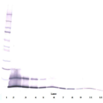 To detect Rat RANTES by Western Blot analysis this antibody can be used at a concentration of 0.1-0.2 ug/ml. Used in conjunction with compatible secondary reagents the detection limit for recombinant Rat RANTES is 1.5-3.0 ng/lane, under either reducing or non-reducing conditions.