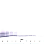 To detect mRANTES by Western Blot analysis this antibody can be used at a concentration of 0.1-0.2 ug/ml. Used in conjunction with compatible secondary reagents the detection limit for recombinant mRANTES is 1.5-3.0 ng/lane, under either reducing or non-reducing conditions.