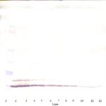 To detect Rat RANTES by Western Blot analysis this antibody can be used at a concentration of 0.1-0.2 ug/ml. Used in conjunction with compatible secondary reagents the detection limit for recombinant Rat RANTES is 1.5-3.0 ng/lane, under either reducing or non-reducing conditions.