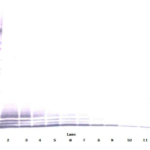 To detect mRANTES by Western Blot analysis this antibody can be used at a concentration of 0.1-0.2 ug/ml. Used in conjunction with compatible secondary reagents the detection limit for recombinant mRANTES is 1.5-3.0 ng/lane, under either reducing or non-reducing conditions.