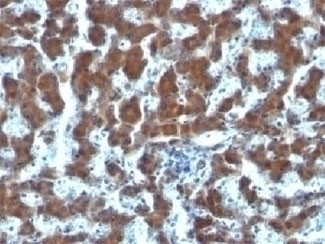 RBP Antibody [G4E4]
