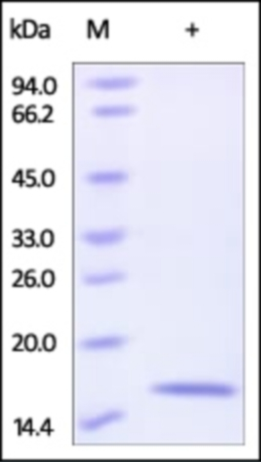REG4 Recombinant Protein