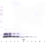 To detect Murine RELM-alpha by Western Blot analysis this antibody can be used at a concentration of 0.1 - 0.2 ug/ml. When used in conjunction with compatible secondary reagents, the detection limit for recombinant Murine RELM-alpha is 1.5 - 3.0 ng/lane, under either reducing or non-reducing conditions.