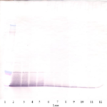To detect Murine RELM-alpha by Western Blot analysis this antibody can be used at a concentration of 0.1 - 0.2 ug/ml. When used in conjunction with compatible secondary reagents, the detection limit for recombinant Murine RELM-alpha is 1.5 - 3.0 ng/lane, under either reducing or non-reducing conditions.