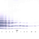 To detect Murine RELM-beta by Western Blot analysis this antibody can be used at a concentration of 0.1 - 0.2 ug/ml. when used in conjunction with compatible secondary reagents, the detection limit for recombinant Murine RELM-beta is 1.5 - 3.0 ng/lane, under either reducing or non-reducing conditions.