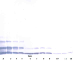 To detect Murine RELM-beta by Western Blot analysis this antibody can be used at a concentration of 0.1 - 0.2 ug/ml. when used in conjunction with compatible secondary reagents, the detection limit for recombinant Murine RELM-beta is 1.5 - 3.0 ng/lane, under either reducing or non-reducing conditions.