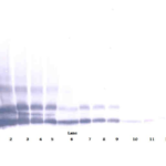 To detect Human RELM-beta by Western Blot analysis this antibody can be used at a concentration of 0.1 - 0.2 ug/ml. When used in conjunction with compatible secondary reagents, the detection limit for recombinant Human RELM-beta is 1.5 - 3.0 ng/lane, under either reducing or non-reducing conditions.