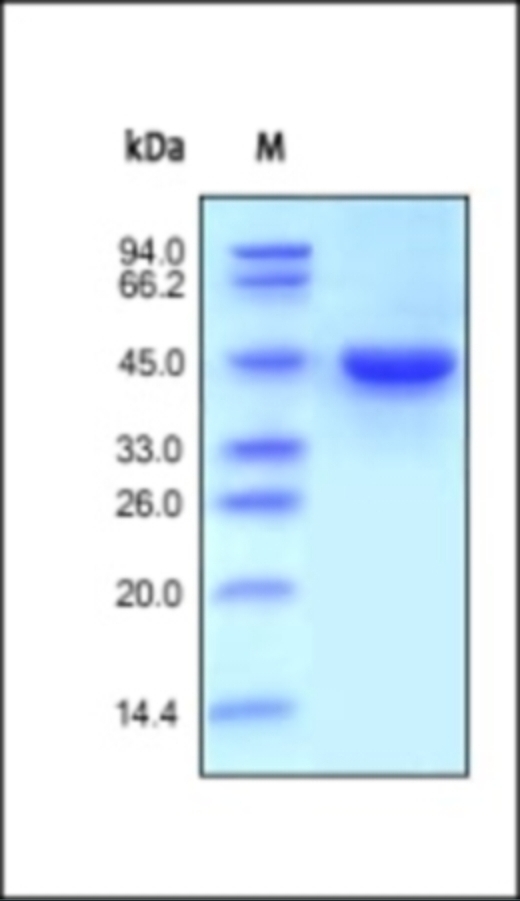 RENIN Recombinant Protein