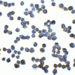Immunocytochemistry of RFX1 in HeLa cells with RFX1 at 5 μg/mL.