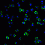 Immunofluorescence of RFX1 in Hela cells with RFX1 antibody at 20 μg/mL.<br><br>Green: RFX1 Antibody (8199) <br> Blue: DAPI staining