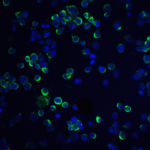 Immunofluorescence of RGS21 in HepG2 cells with RGS21 antibody at 20 μg/mL.<br><br>Green: RGS21 Antibody (5209) <br> Blue: DAPI staining
