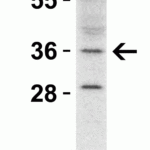 <strong> WB Validation  in Mouse Heart </strong><br>Loading: 15 μg of lysate Antibodies:  RHBDD1,  5525  1 μg/ml, 1 h incubation at RT in 5% NFDM/TBST.Secondary: Goat Anti-Rabbit IgG HRP conjugate at 1:10000 dilution.Exposure: 5 min