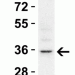 <strong> WB Validation  in A549 Cells </strong><br>Loading: 15 μg of cell lysate Antibodies:  RHBDD1,  5525  1 μg/ml, 1 h incubation at RT in 5% NFDM/TBST.Secondary: Goat Anti-Rabbit IgG HRP conjugate at 1:10000 dilution.Exposure: 1 min