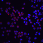 Immunofluorescence of RICK in K562 cells with RICK antibody at 20 μg/mL.<br><br>Red: RICK Antibody (2075) <br> Blue: DAPI staining