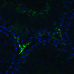 Immunofluorescence of RIG-1 in rat testis tissue with RIG-1 Antibody at 20 μg/mL.