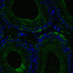 Immunofluorescence of RIG-1 in mouse testis tissue with RIG-1 Antibody at 20 μg/mL.