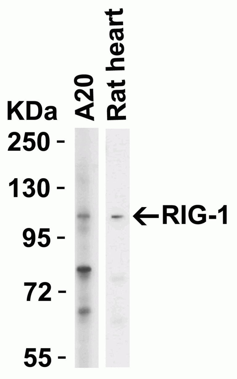 RIG-1 Antibody
