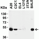 <strong>Figure 1 Western Blot Validation in Mouse Cell lines</strong><br>Loading: 15 μg of lysates per lane.Antibodies: RIP3 2283, (0.5 μg/mL), 1h incubation at RT in 5% NFDM/TBST.Secondary: Goat anti-rabbit IgG HRP conjugate at 1:10000 dilution.