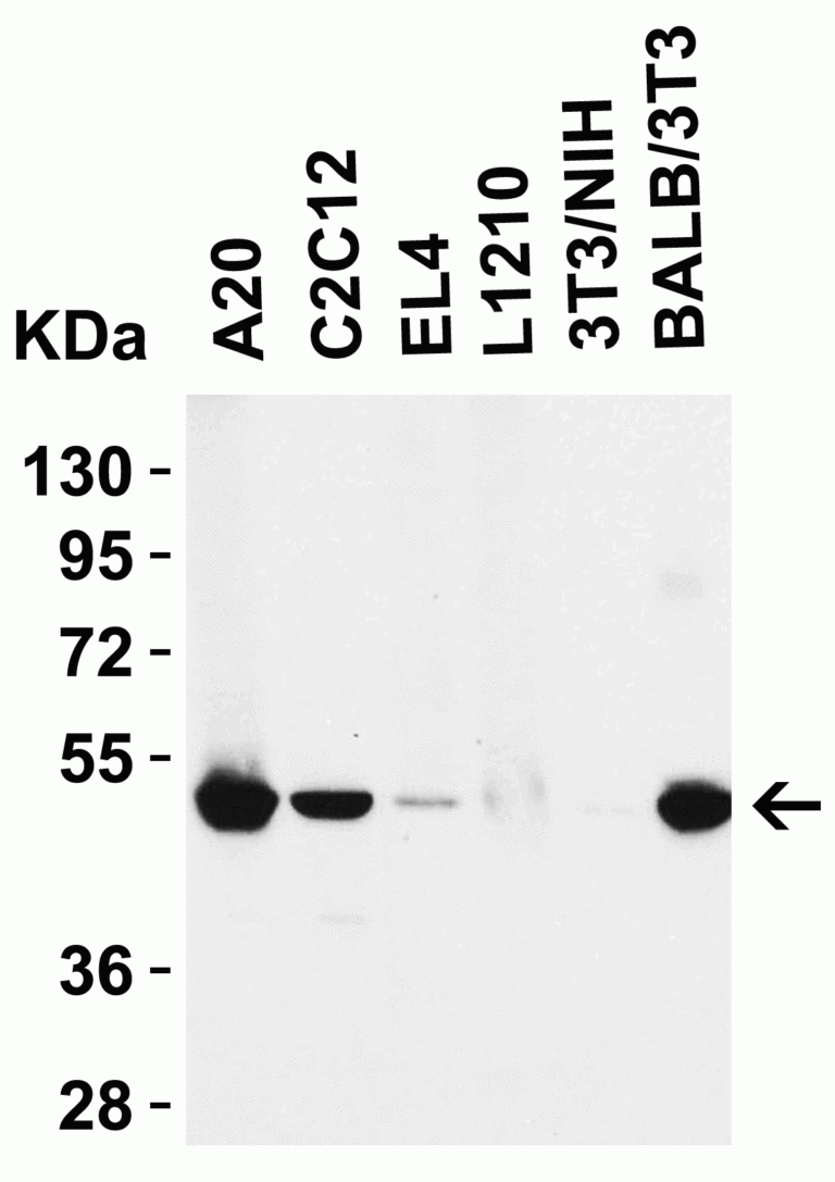 RIP3 Antibody