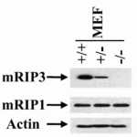 <strong>Figure 9 KO Validation of RIP3 in MEF Cells (He et al., 2012) </strong><br>Western blot analysis of RIP3 with anti-RIP3 antibodies shows disrupted RIP3 expression in RIP3 KO MEFs, but not in WT MEF cells.