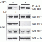 <strong>Figure 10 KD Validation of RIP3 in L929 Cells (Narayan et al., 2012) </strong><br>Immunoblot analysis of RIP3 with anti-RIP3 antibodies (2283) shows RIP3 expression was disrupted in RIP3 knockdown L929 cells.