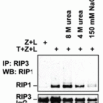 <strong>Figure 14 IP Validation of RIP3 in HT29 Cells (Li et al., 2012) </strong><br>RIP3 complexes isolated by immunoprecipitation with anti-RIP3 antibodies (2283) from HT-29 cells treated with T+Z+L after lysis in regular lysis buffer or buffer containing the indicated amount of urea or NaOH.