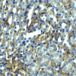 <strong>Figure 7 Immunohistochemistry Validation of RIPK1 in Mouse Kidney</strong><br> Immunohistochemical analysis of paraffin-embedded mouse kidney tissue using anti-RIPK1 antibody (5389) at 2.5 μg/ml. Tissue was fixed with formaldehyde and blocked with 10% serum for 1 h at RT; antigen retrieval was by heat mediation with a citrate buffer (pH6). Samples were incubated with primary antibody overnight at 4°C. A goat anti-rabbit IgG H&L (HRP) at 1/250 was used as secondary. Counter stained with Hematoxylin.