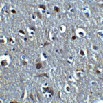 Immunohistochemistry of RLN3 in human brain tissue with RLN3 antibody at 5 μg/mL.