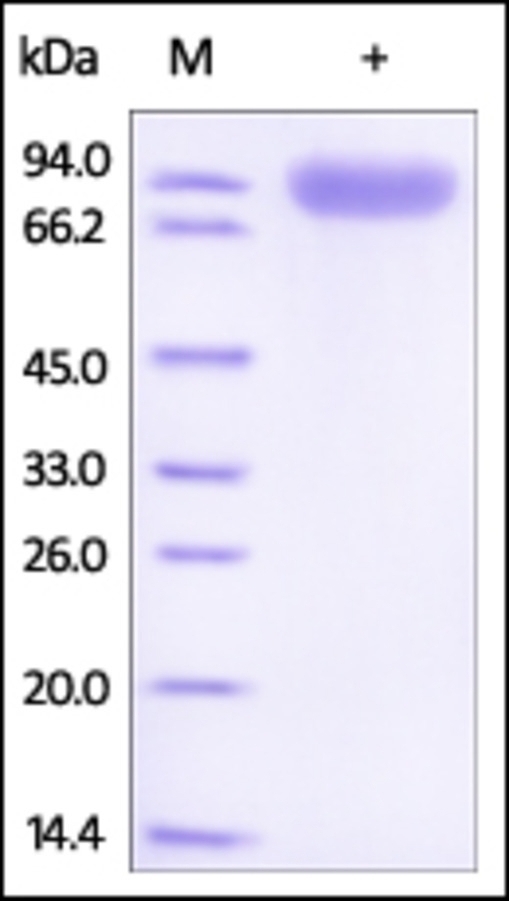 ROR 1 Recombinant Protein