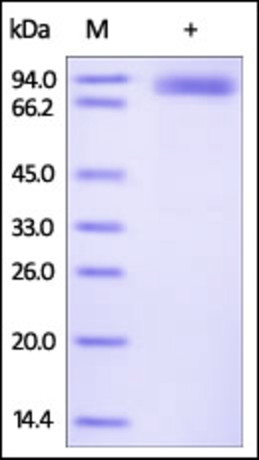 ROR 2 Recombinant Protein