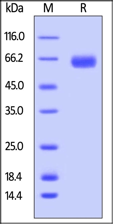 ROR1 Recombinant Protein