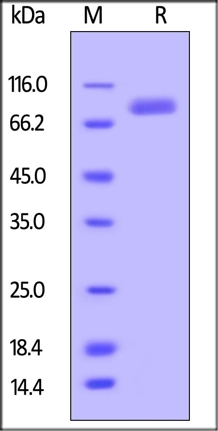 ROR2 Recombinant Protein