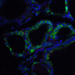 <strong>Figure 5 Immunofluorescence Validation of RSPO1 in Human Spleen </strong><br>Immunofluorescent analysis of 4% paraformaldehyde-fixed human spleen labeling RSPO1 with 5171 at 5 μg/mL, followed by goat anti-rabbit IgG secondary antibody at 1/500 dilution (green) with Phylloidin staining (red) and DAPI staining (blue).