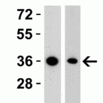 <strong>Figure 1 Western Blot Validation in Human and Mouse Cell Lines</strong><br>Loading: 15 μg of lysates per lane.Antibodies: RSPO1, 5171 (2 μg/mL), 1h incubation at RT in 5% NFDM/TBST.Secondary: Goat anti-rabbit IgG HRP conjugate at 1:10000 dilution.
