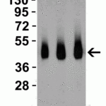 <strong>Figure 2 Western Blot Validation with Recombinant Protein</strong><br>Loading: 30 ng of human RSPO1 recombinant protein per lane.Antibodies: RSPO1, 5171 (Lane 1: 0.5 μg/mL, Lane 2: 1 μg/mL,  Lane 3: 2 μg/mL), 1h incubation at RT  in 5% NFDM/TBST.Secondary: Goat anti-rabbit IgG HRP conjugate at 1:10000 dilution.
